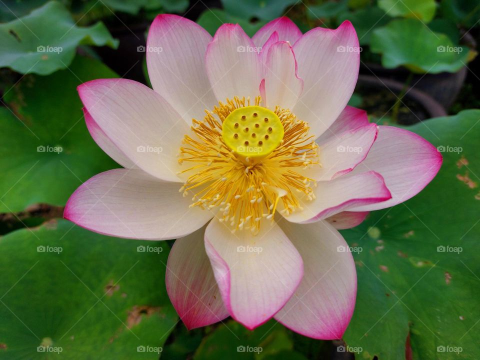 Pink lotus Flower in summer time in Vietnam