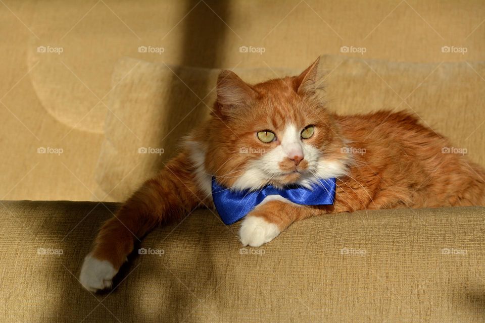 cat funny portrait in bow tie