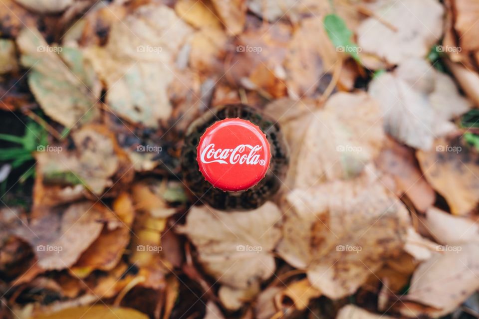 Cola in the leaves