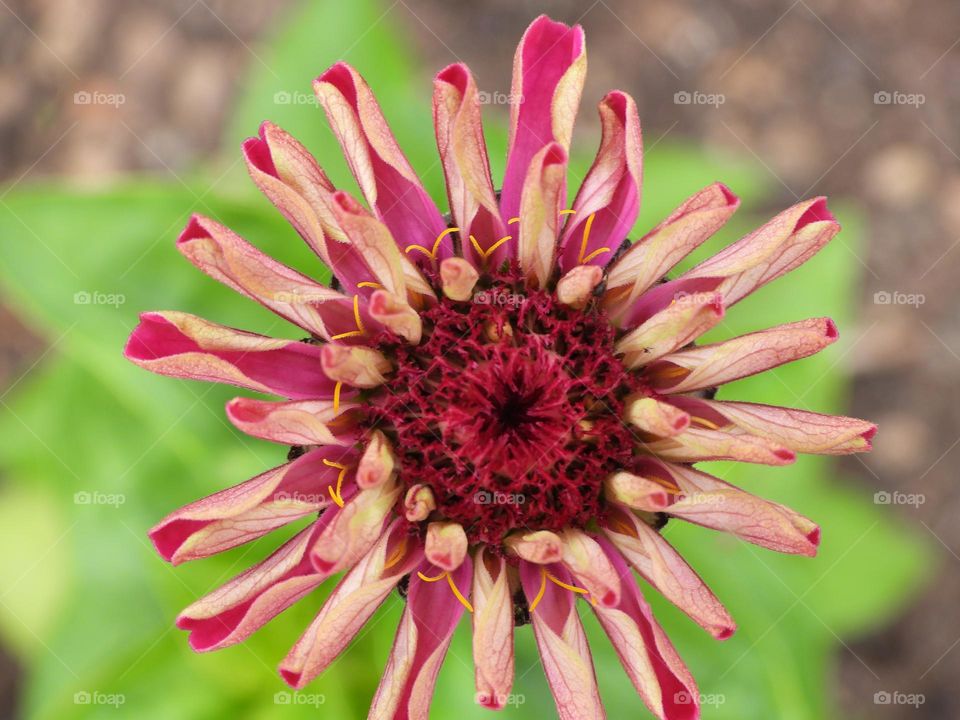 A close up of a flower 