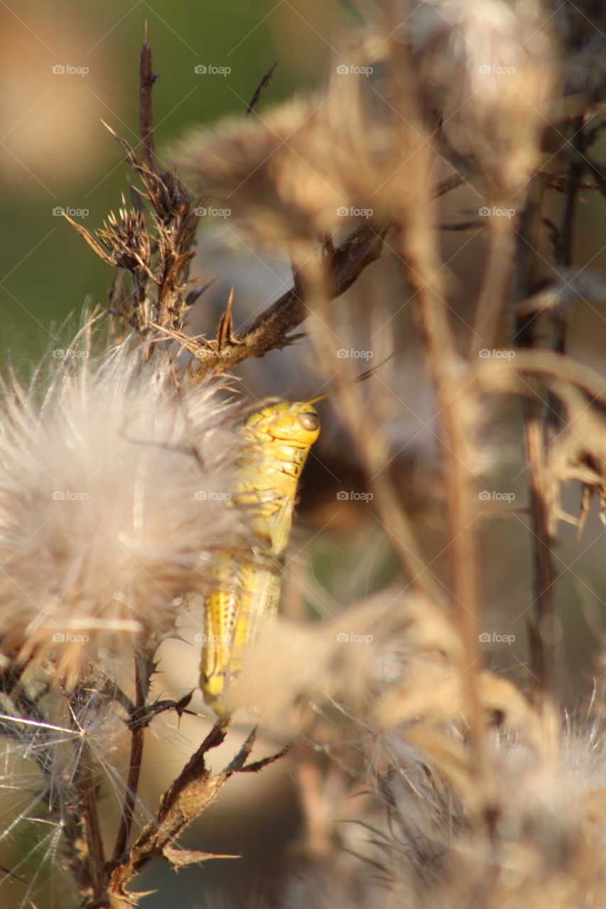 Grasshopper on a cotton plant