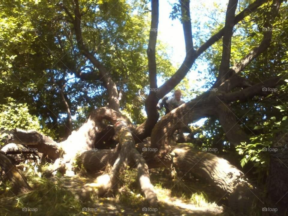 Fun, in one Big Beautiful Bendy Tree.