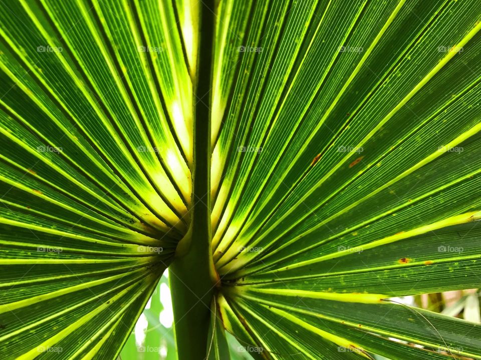 Golden sunlight backlighting a beautiful palm frond.