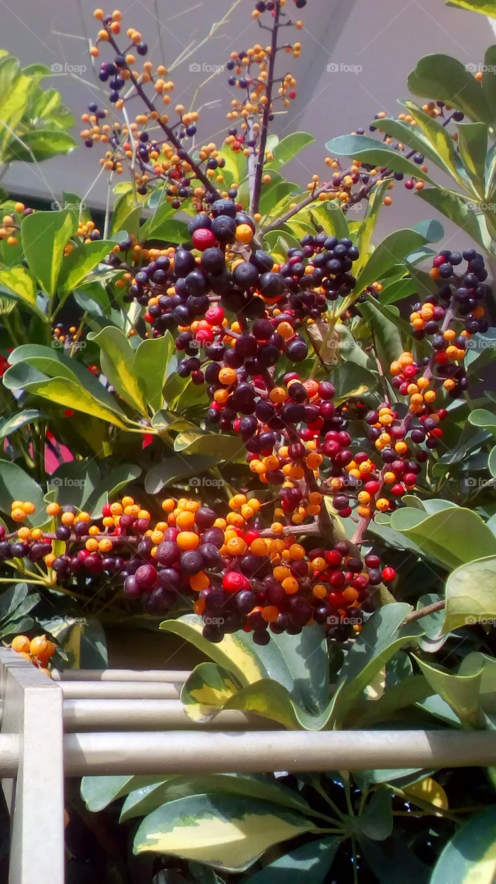 Berries