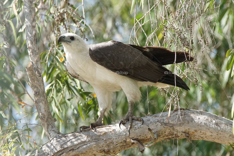 Sea eagle