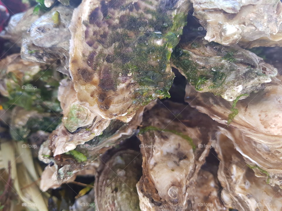 Oyster