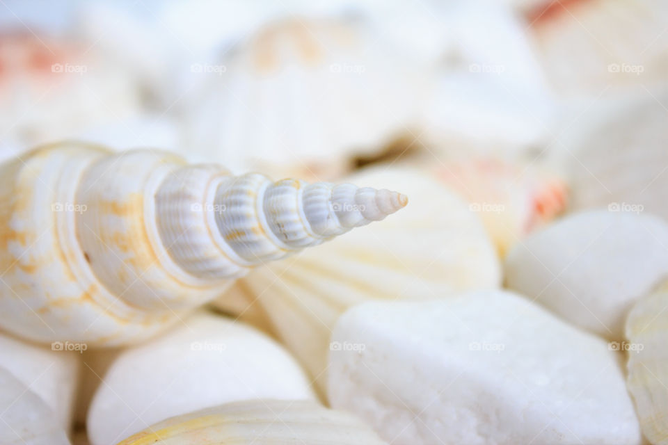 Conch seashells