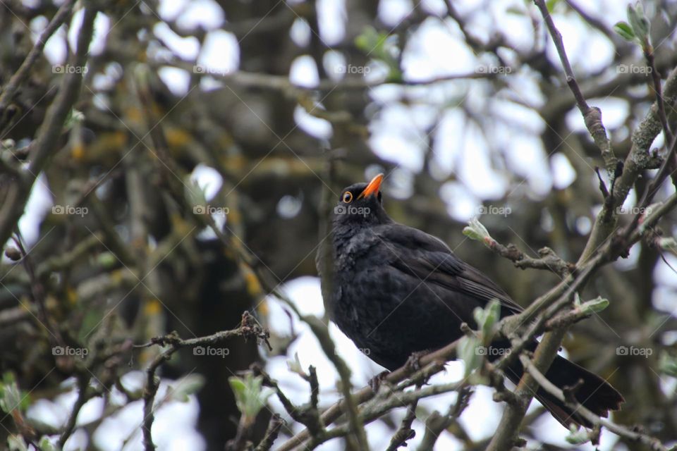 Close-up of a blackbird sitting in a bare tree 