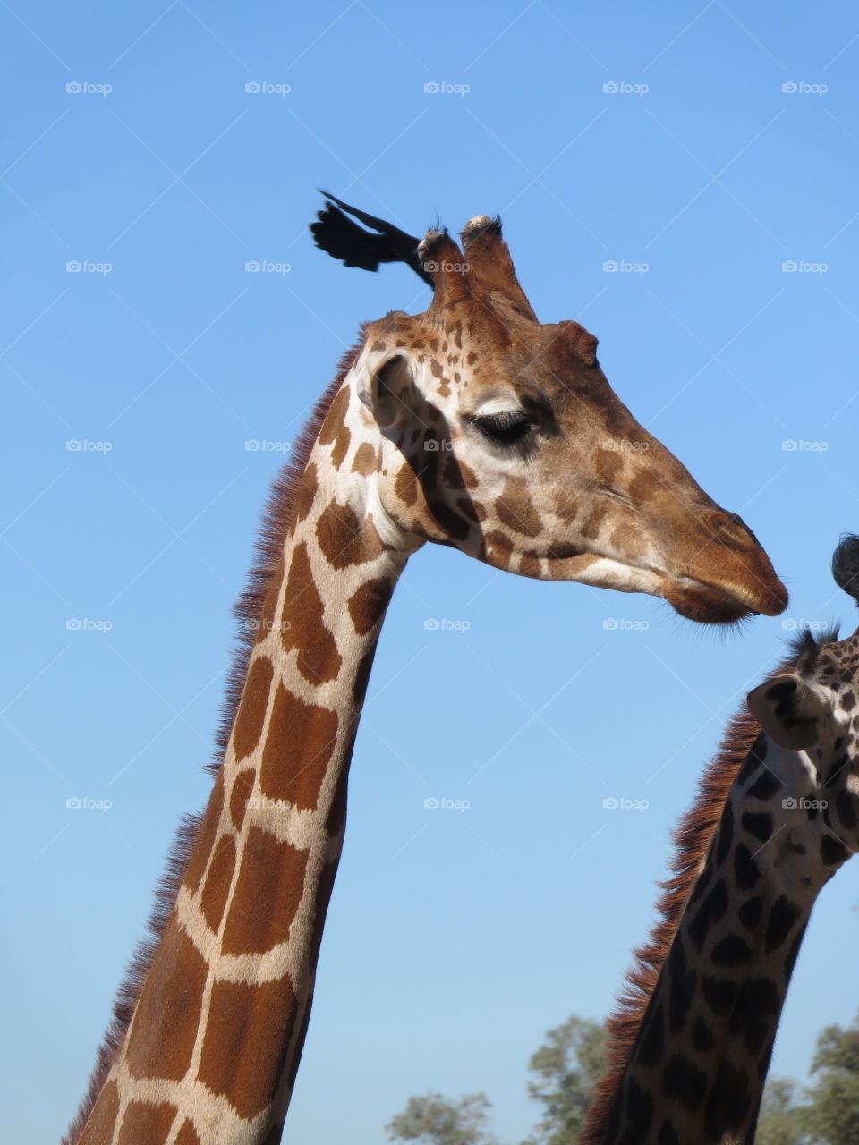 Giraffe 