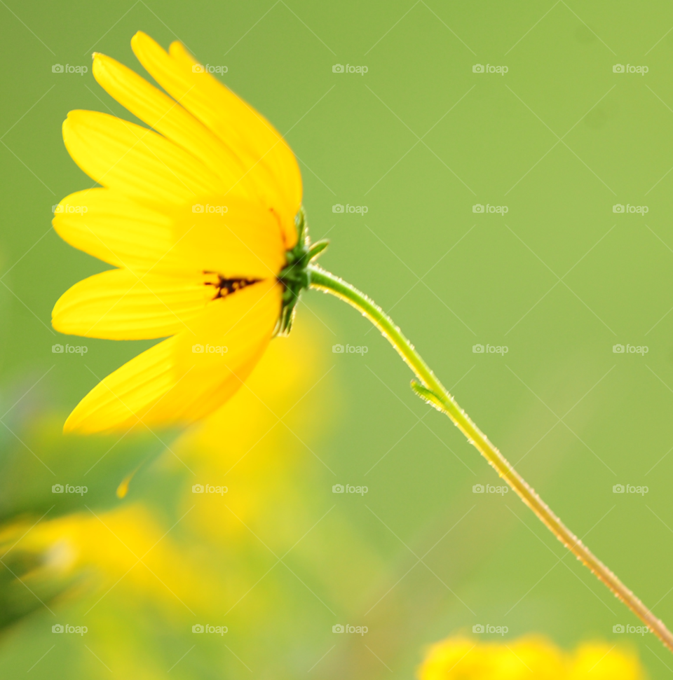 yellow nature flower by lightanddrawing