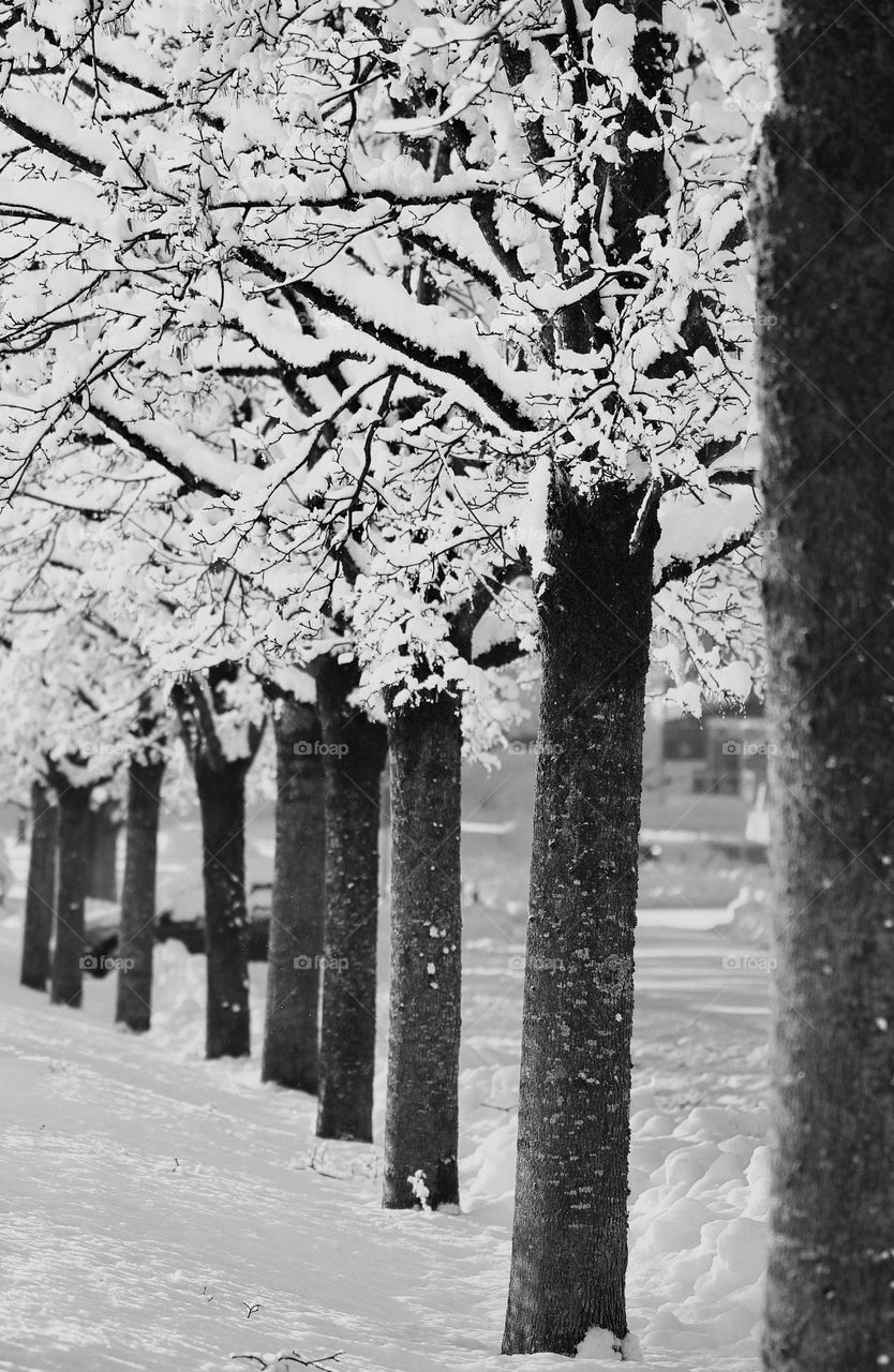 Bäume in einer Reihe mit Schnee