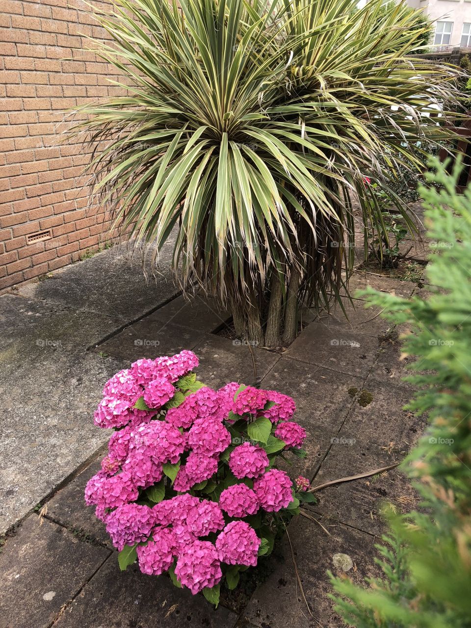 The contrasting colors of the hydrangea and the pampas grass, make this a great photo combination.