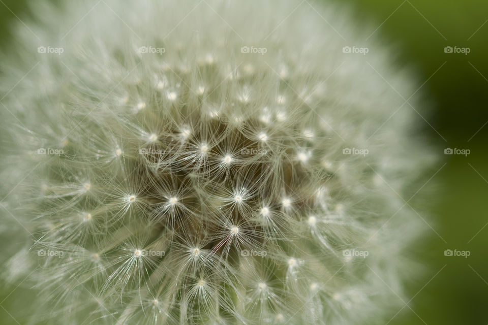 macro photo of dandelion seeds.