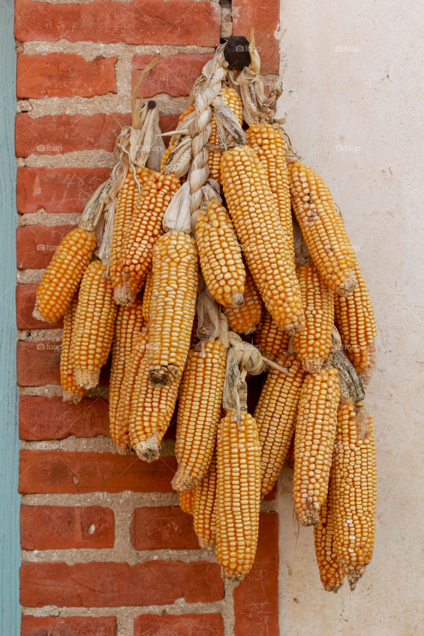 corn