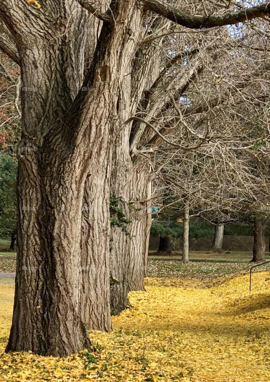 Yellow Ginkgo leaves on the ground