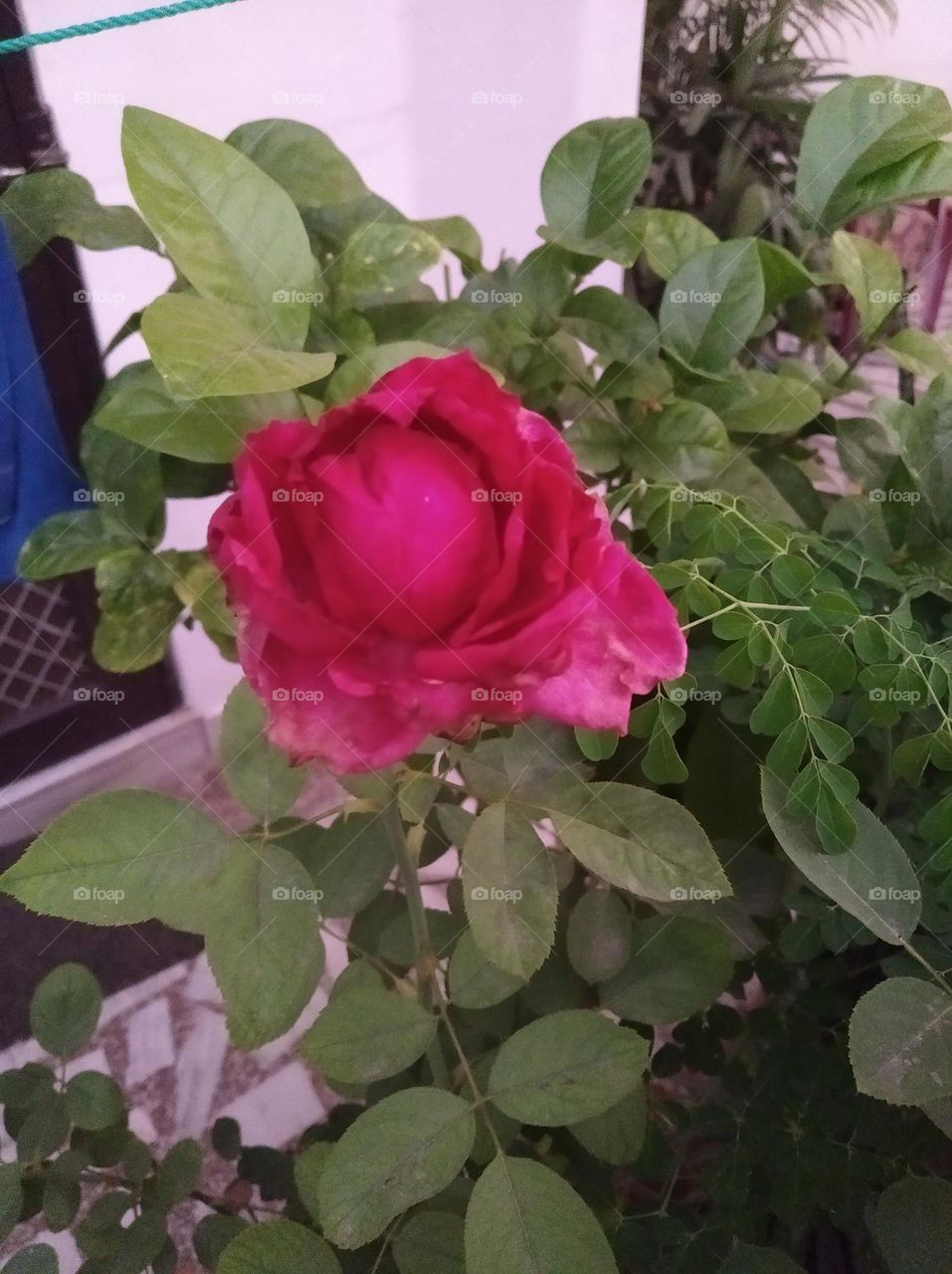 pink flower seasonal fresh shurb small size looks very beautiful generally found everywhere