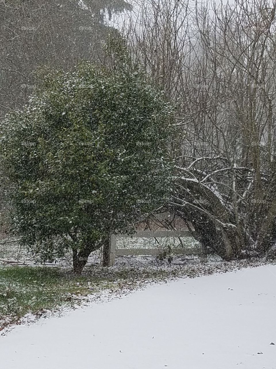 Snow in the fig tree