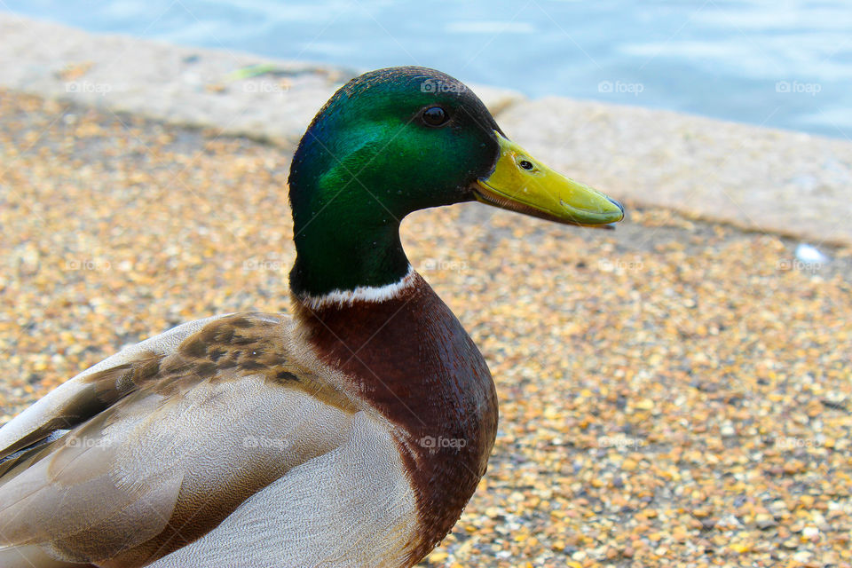 Lovely mallard close up