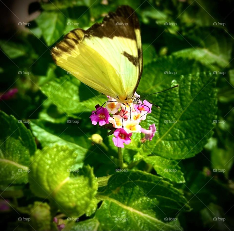 🇺🇸 And the butterfly landed and made fun.  Still, she made love to the flowers... (they like these pink lantanas)... / 🦋 🇧🇷 E a borboleta pousou e fez graça. Parada, ficou namorando as flores… (elas gostam dessas lantanas rosas)… 