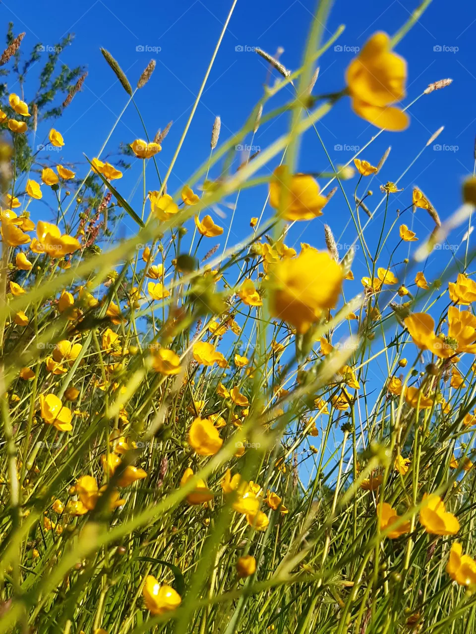 Buttercup flower