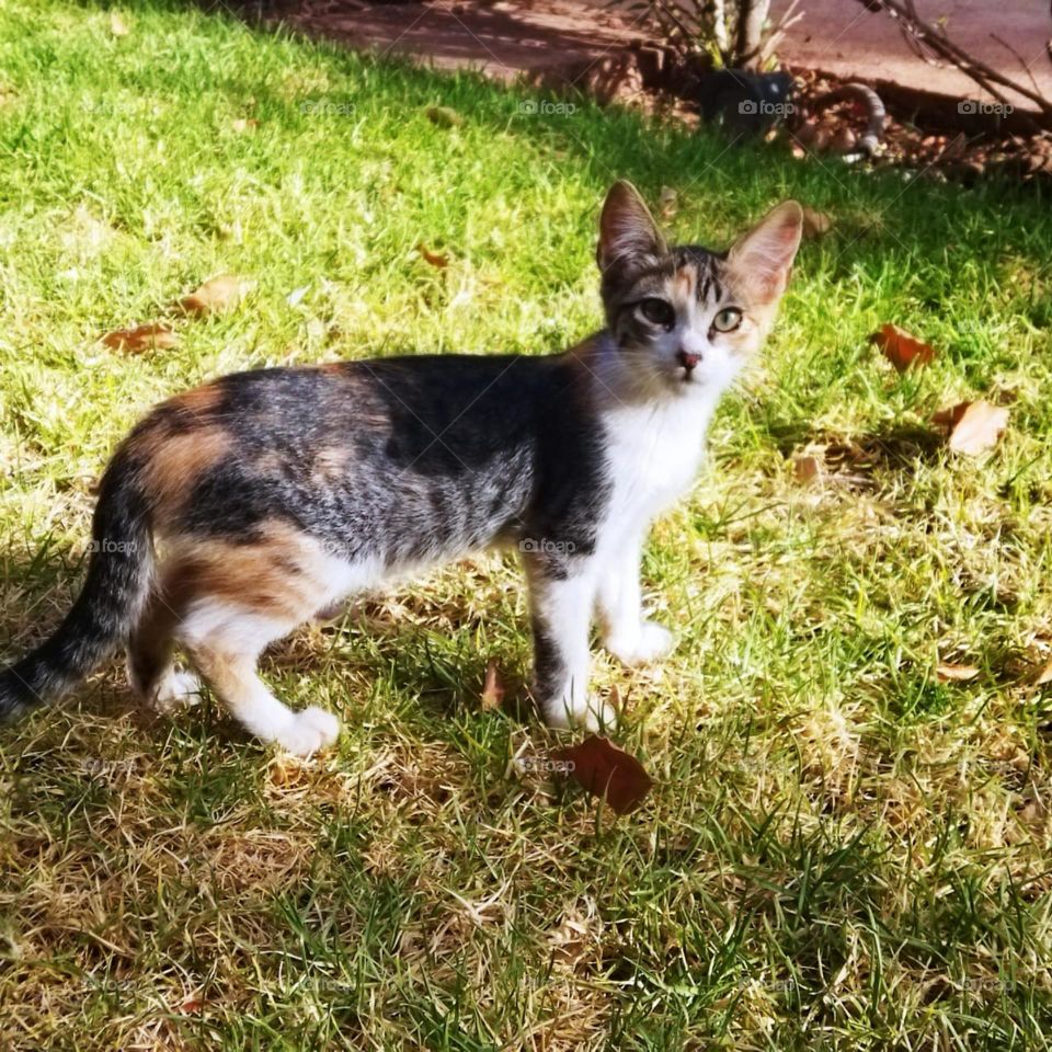 Beautiful cat looking at camera.