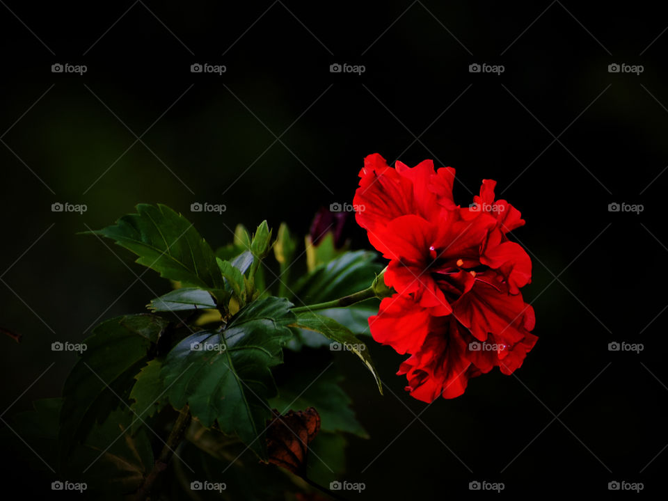 Blood red color Hibiscus on dark back ground