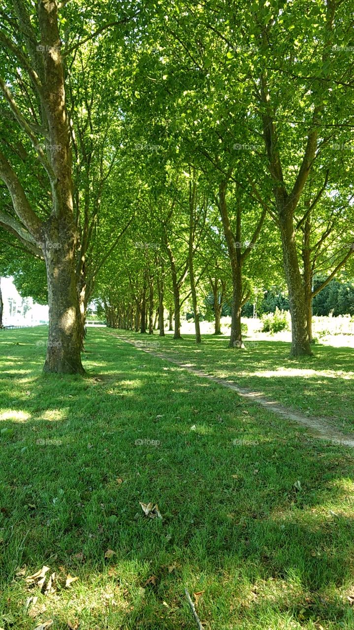 Tree Road