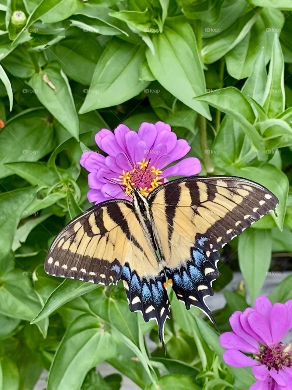 Eastern yellow swallowtail butterfly in pink flowers 