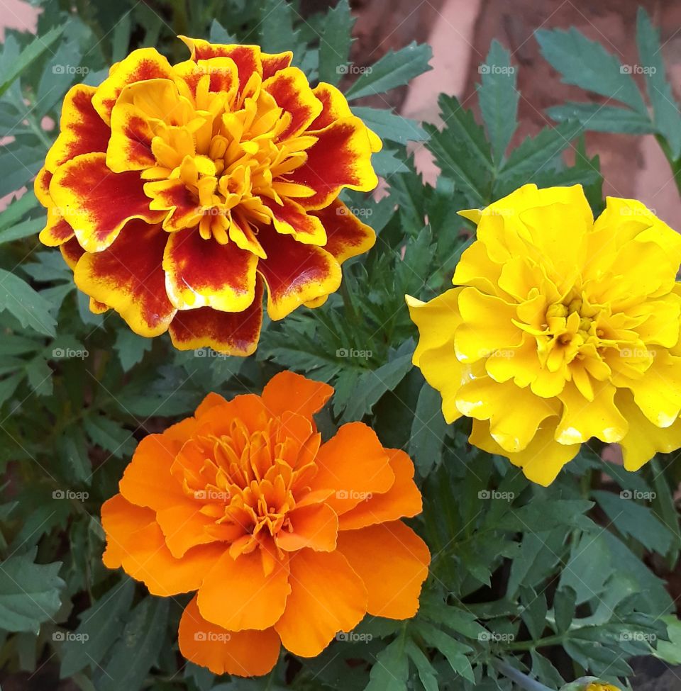 flower Orange beautiful