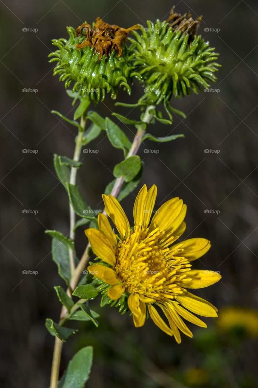 Grindelia — Asteraceae family.