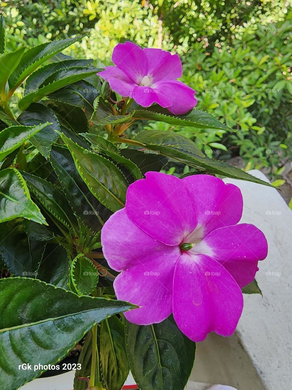 New Guinea Impatience blooms