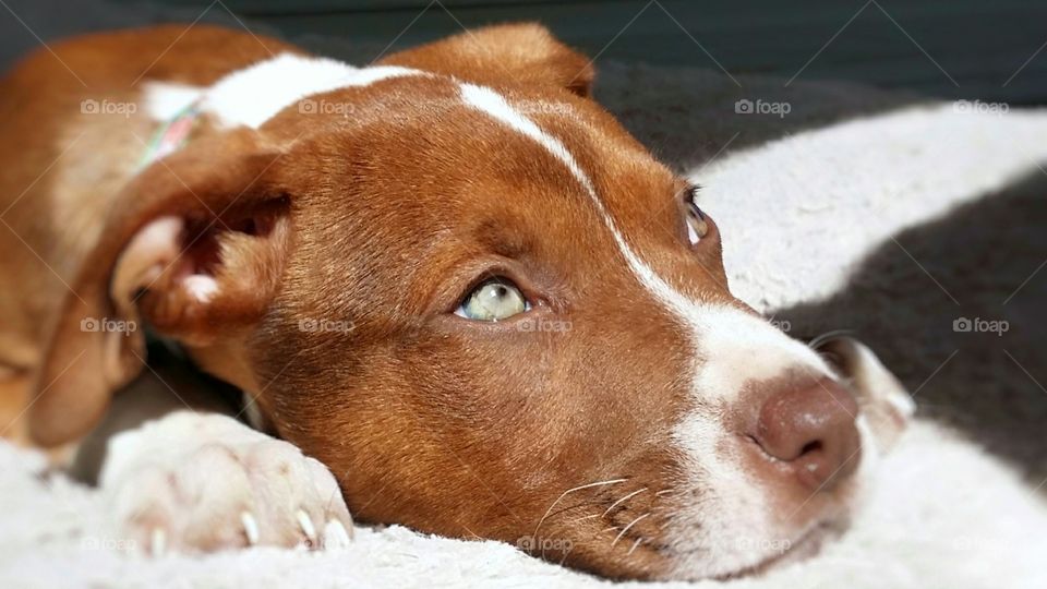 Our new green eyed Catahoula Pit Bull terrier cross puppy dog looking up sweetly