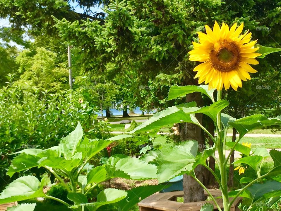 Sunflower on a beautiful day 