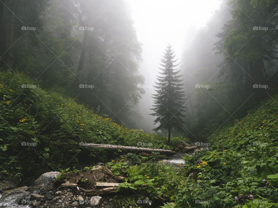 Beautiful forest of Caucasus mountains in fog. Russia