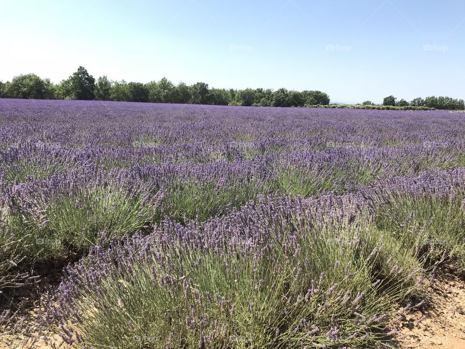 lavender fields