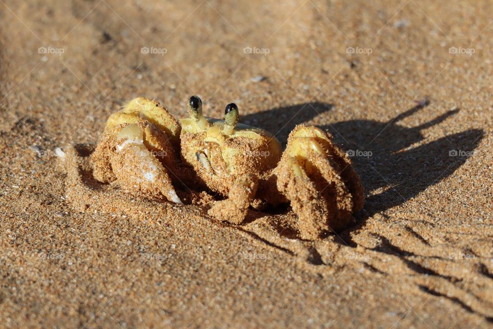 Adorable sand crab