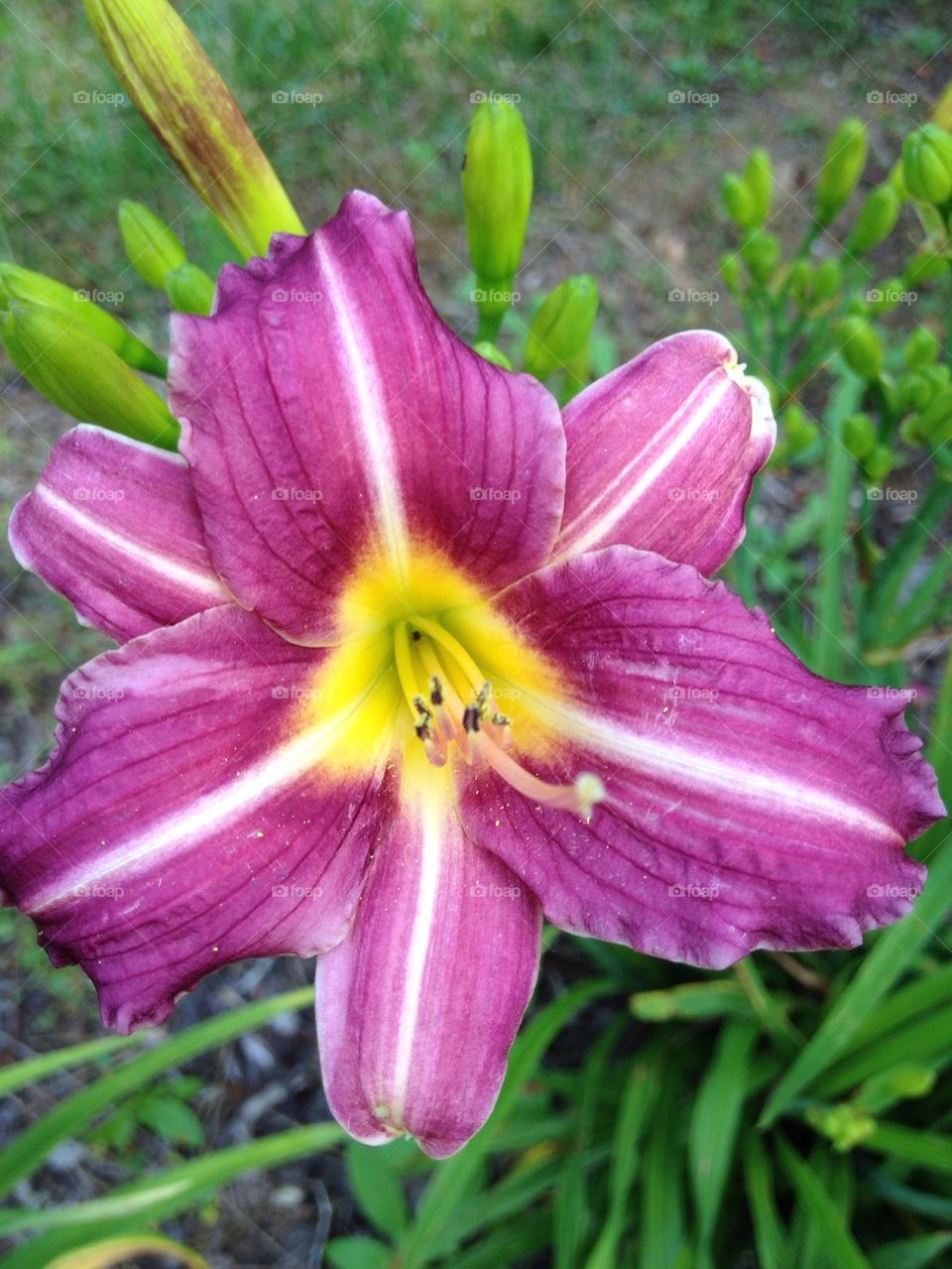 Close-up of purple day lily