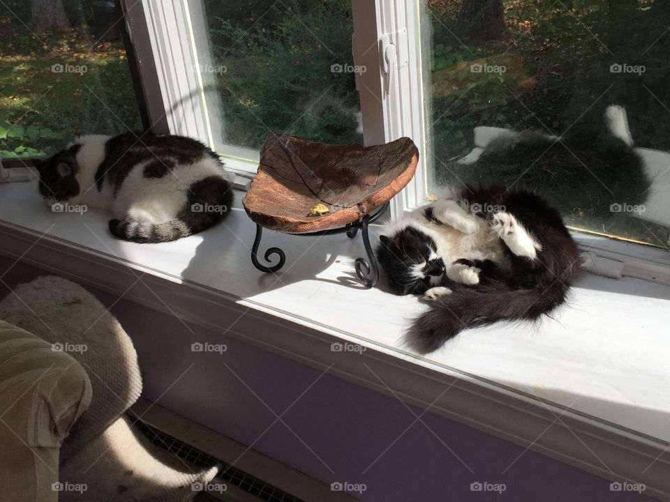 Cats napping in a shared bay window