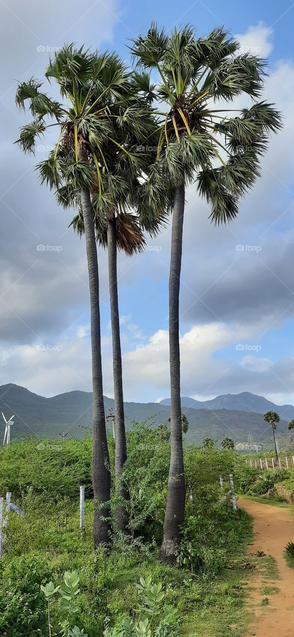 Jungle palm tree