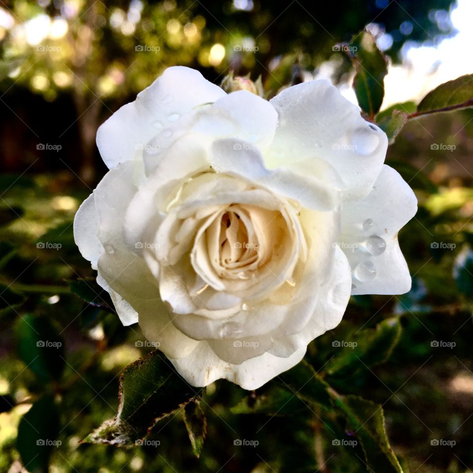 🌺Fim de #cooper!
Suado, cansado e feliz, alongando e curtindo a beleza das #flores. Hoje, com as roseiras brancas. 
🏁
#corrida #treino #flor #flowers #pétalas #jardim #jardinagem #garden #flora #run #running #esporte #alongamento