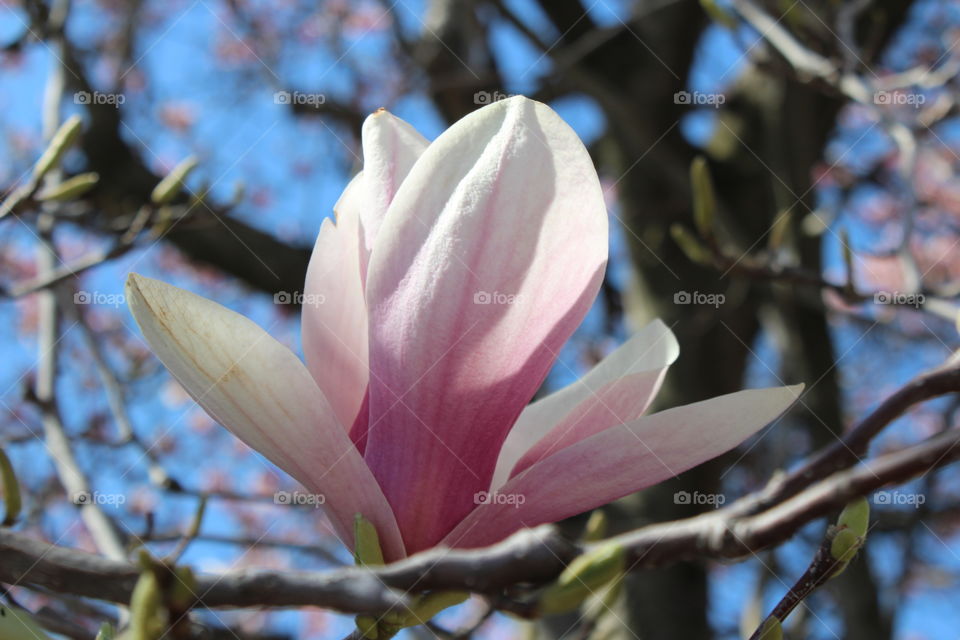 Magnolia blossom closeup in April with bright blue sky 