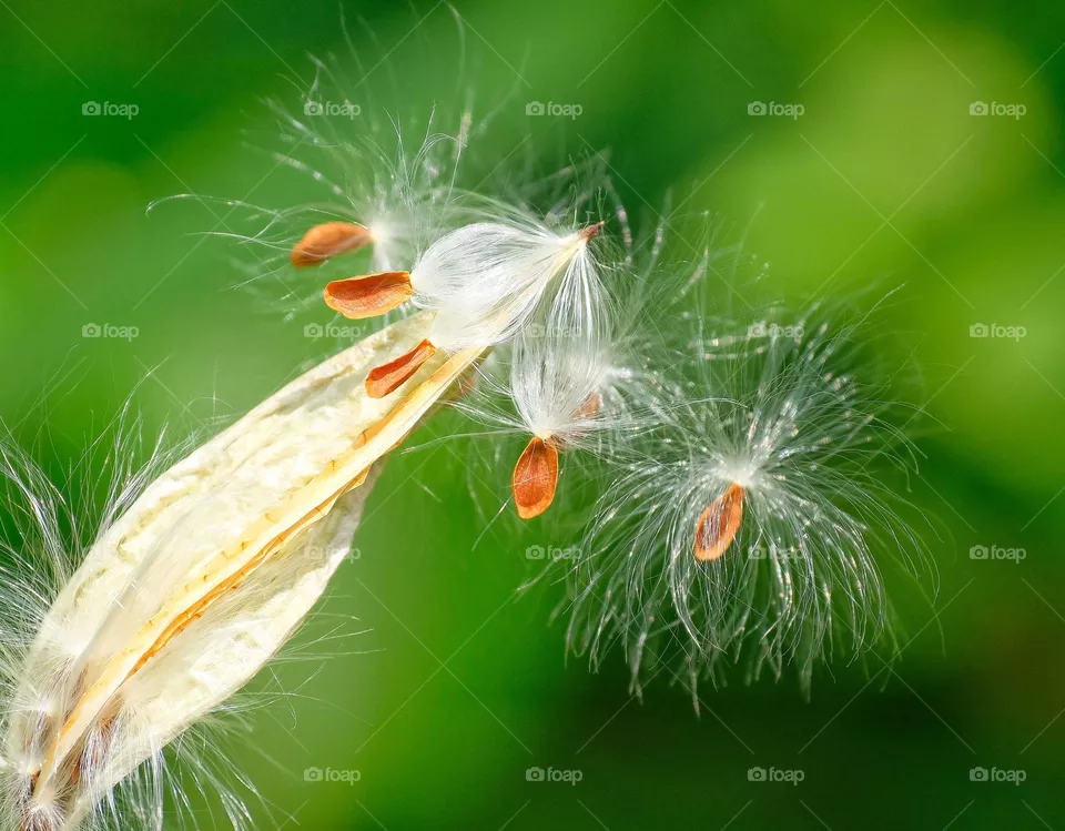Asclepias curassavica