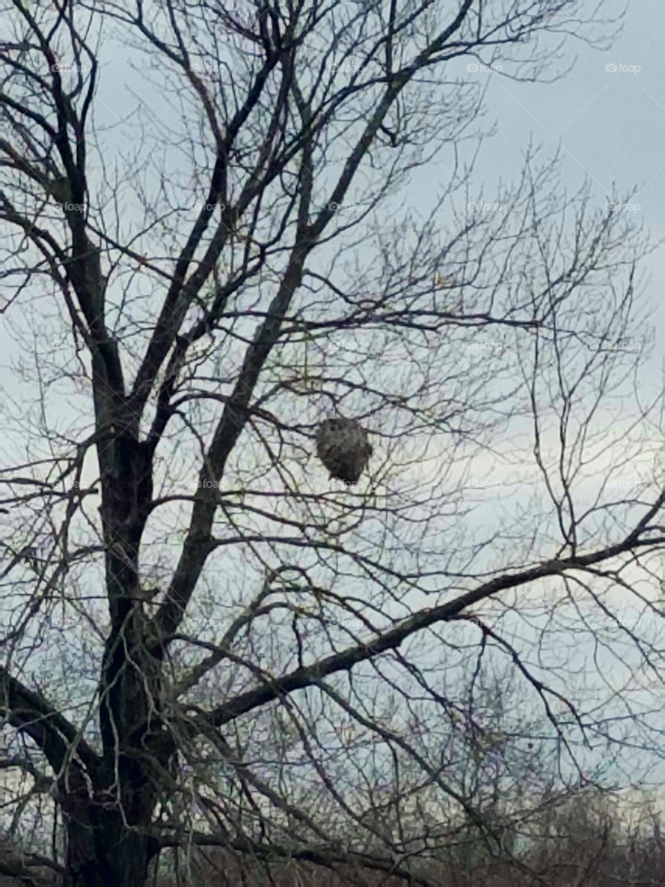 Hornet's nest in a tree