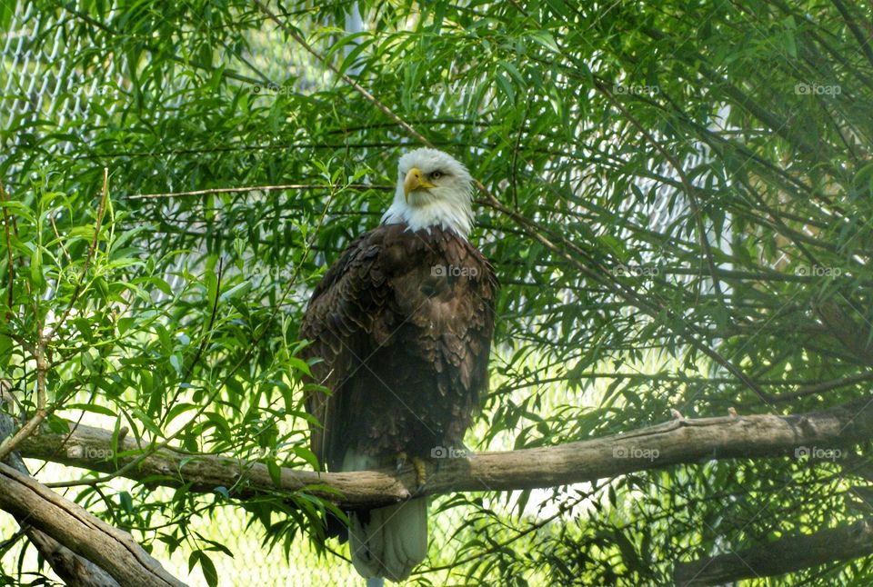 Bald eagle