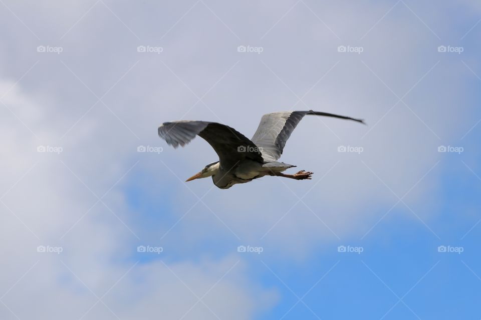Gray heron in flight 