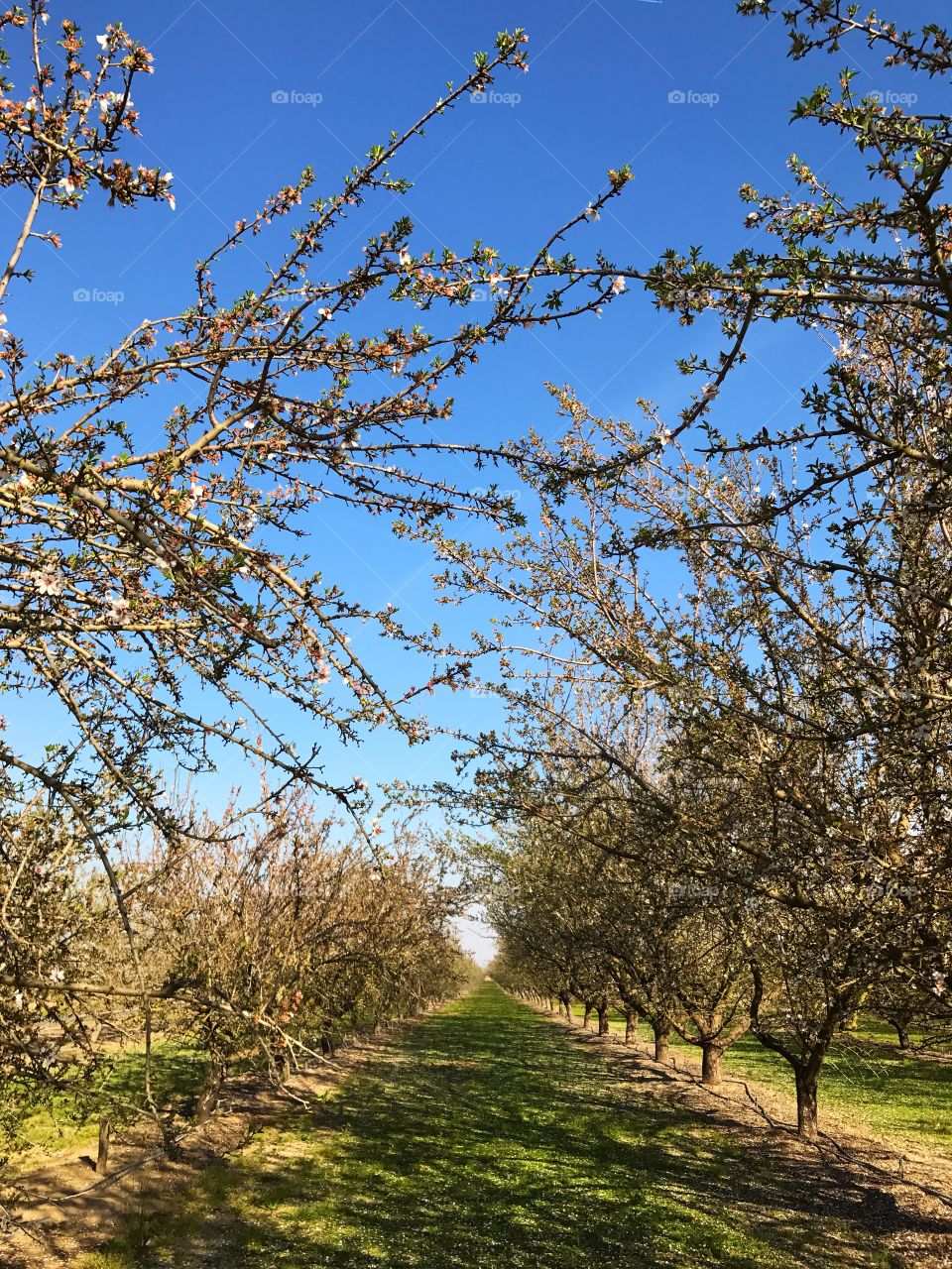 Spring apple orchards