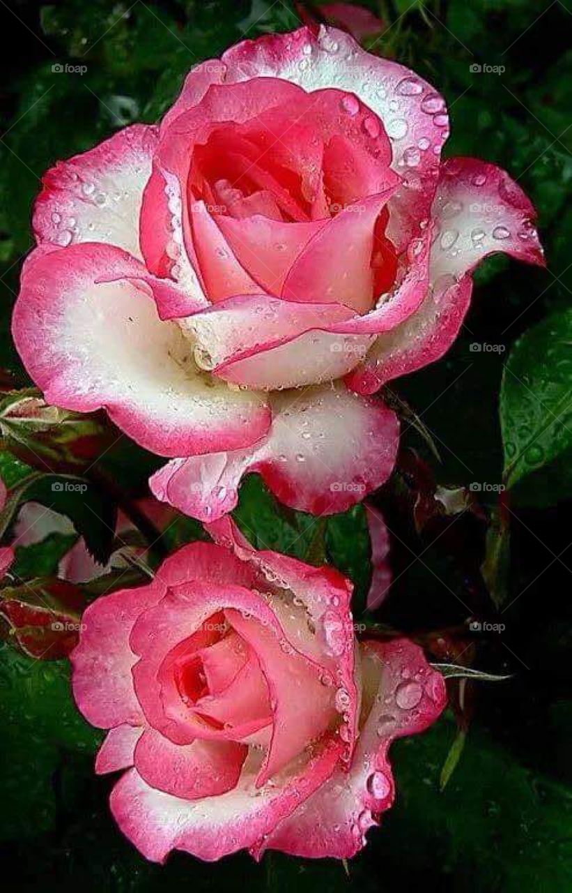 Rose in Maksimir Zagreb Croatia