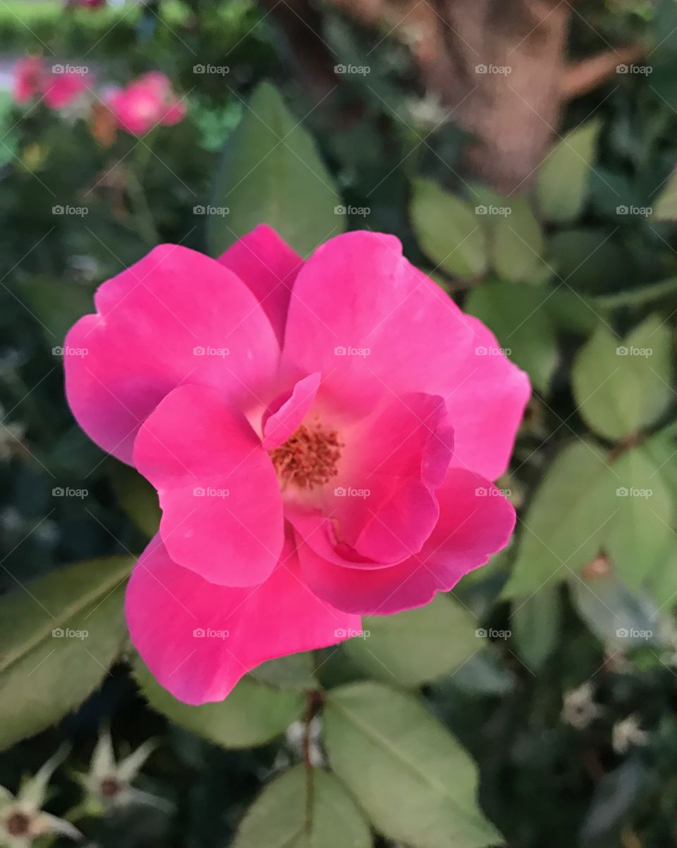 Bright pink rose 