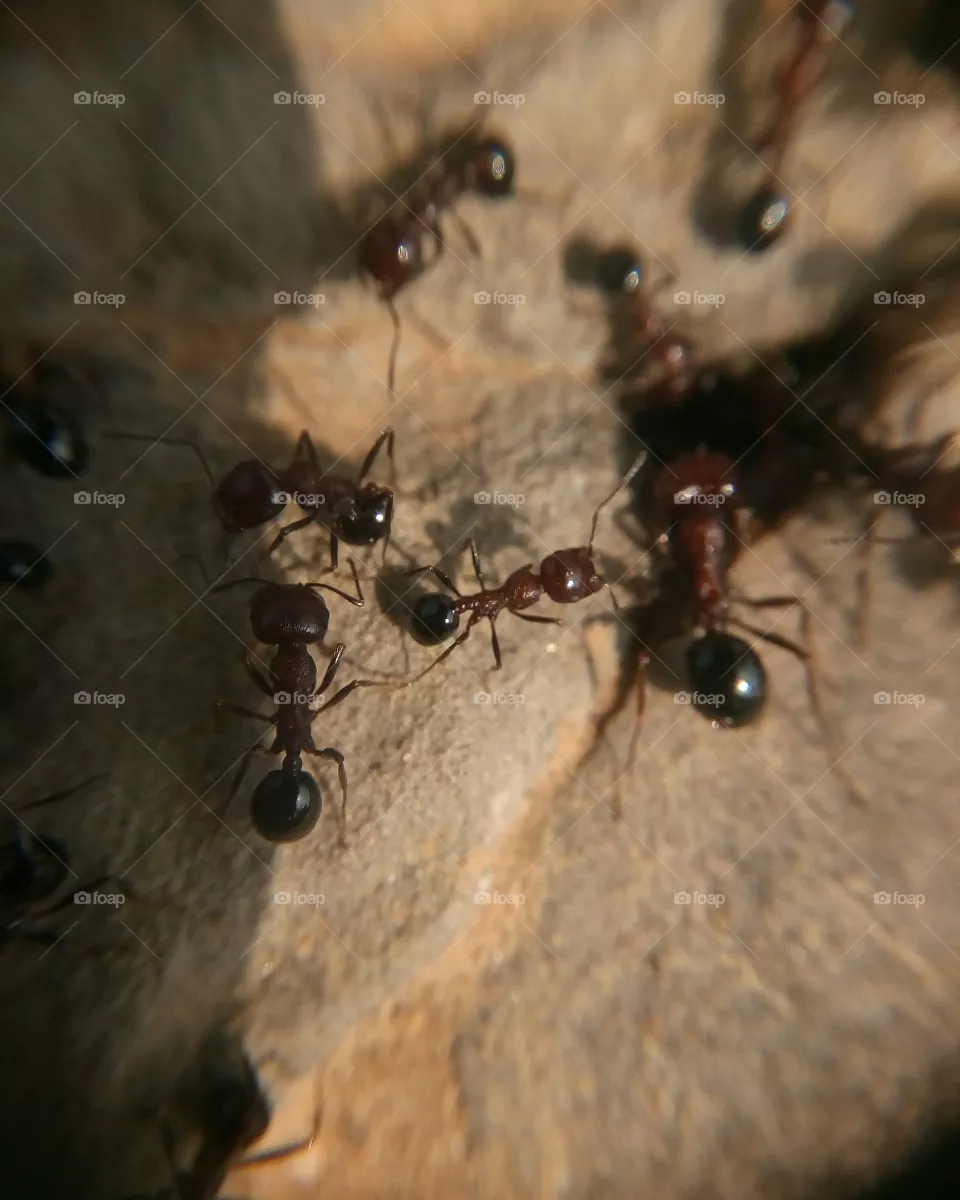 ants