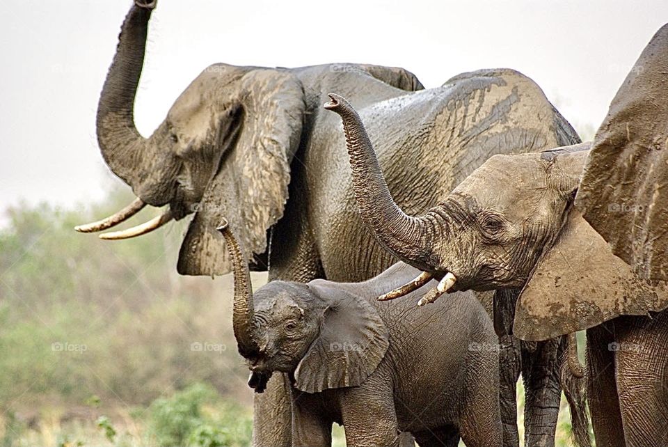 Elephants smelling the air before a herd of 250 buffalos arrived at the drinking well 